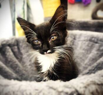 Rikki -  Domestic Medium Hair and Tuxedo Cat for Adoption in Fort Myers, Florida - Rikki | PetCurious