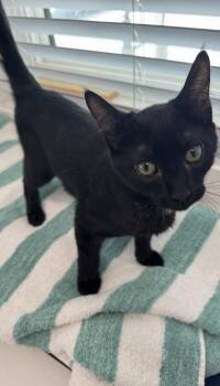 Grover -  Domestic Short Hair Cat for Adoption in Venice, Florida - Grover | PetCurious