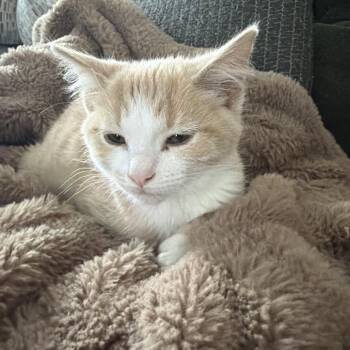 Aladdin Storesund -  Domestic Short Hair Cat for Adoption in Eagle Mountain, Utah - Aladdin Storesund | PetCurious