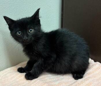 Domestic Short Hair Cats Available for Adoption in Little Rock, Arkansas - Cliffy | PetCurious