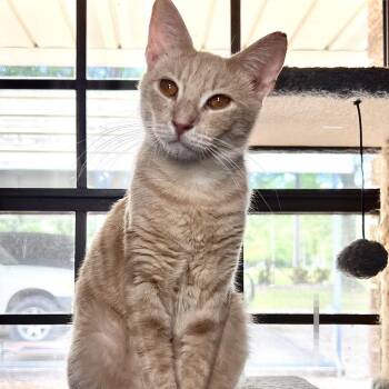 Louie -  Domestic Short Hair Cat for Adoption in Folsom, Louisiana - Louie | PetCurious