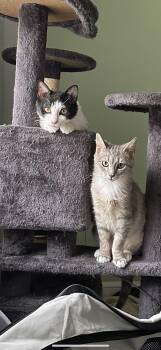 Rescue Domestic Short Hair Cats for Adoption in Bellmawr, New Jersey - Tully And Wyn | PetCurious