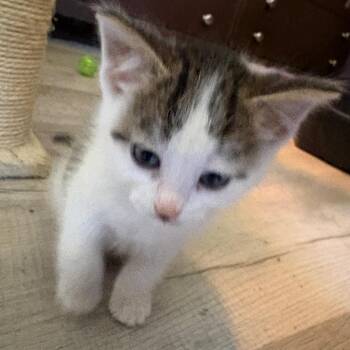 Scuttle -  Domestic Short Hair Cat Available for Adoption in Crookston, Minnesota - Scuttle | PetCurious