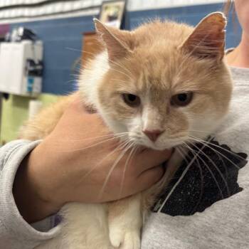 Tripod -  Domestic Short Hair Cat Available for Adoption in Corbin, Kentucky - Tripod | PetCurious