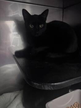 Jasper -  Domestic Short Hair Cat for Adoption in Burgaw, North Carolina - Jasper | PetCurious