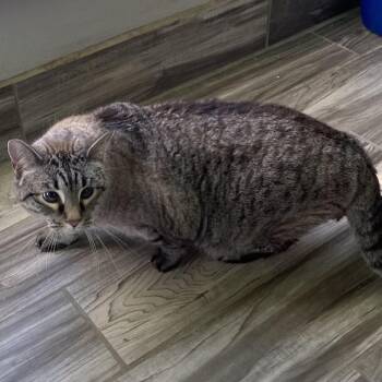 Minnie -  Siamese Cat for Adoption in West Des Moines, Iowa - Minnie | PetCurious