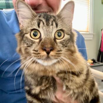 Rescue Domestic Medium Hair Cats for Adoption - Flint | PetCurious