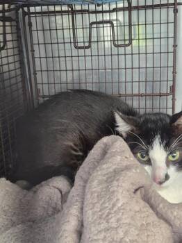 Domestic Medium Hair Cats Available for Adoption in San Antonio, Texas - JASON | PetCurious