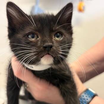 Crema -  Domestic Short Hair Cat Available for Adoption in Goleta, California - Crema | PetCurious
