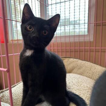 Kerwin -  Domestic Short Hair Cat for Adoption in Priest River, Idaho - Kerwin | PetCurious