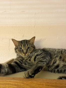 Rescue Domestic Short Hair Cats for Adoption in West Mifflin, Pennsylvania - Odin III | PetCurious