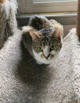 Domestic Short Hair Cats Available for Adoption in Macedonia, Ohio - Clarice | PetCurious