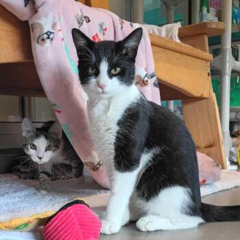 Jasper -  Domestic Short Hair Cat for Adoption in Hyde Park, New York - Jasper | PetCurious
