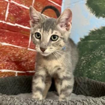 Nick -  Domestic Short Hair Cat for Adoption in Laredo, Texas - Nick | PetCurious