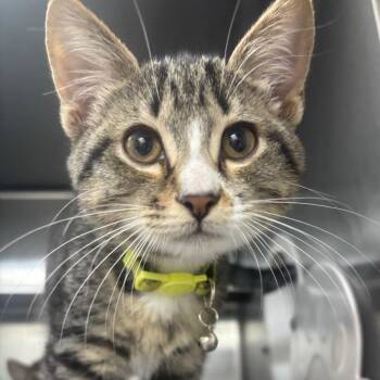 Kittrell 29811 -  Domestic Short Hair Cat for Adoption in Middleburg, Florida - Kittrell 29811 | PetCurious