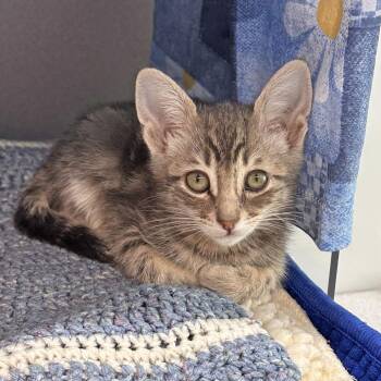 Domestic Short Hair Cats Available for Adoption in Hailey, Idaho - Takoda | PetCurious