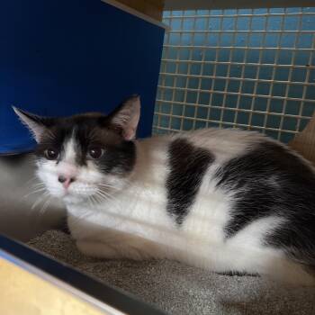 Snow -  Domestic Short Hair Cat for Adoption in Manhattan, Kansas - Snow | PetCurious