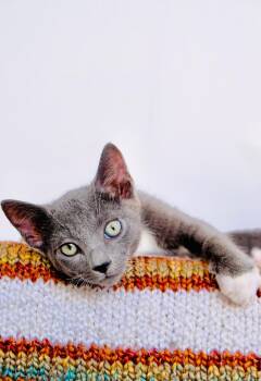 Soot -  Domestic Short Hair and Russian Blue Cat for Adoption in San Diego, California - Soot | PetCurious