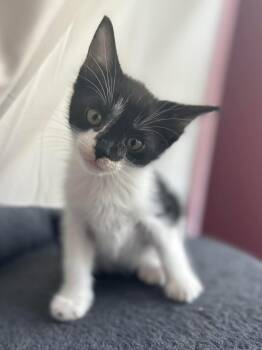 Domestic Medium Hair Cats Available for Adoption in Calera, Alabama - Dash | PetCurious
