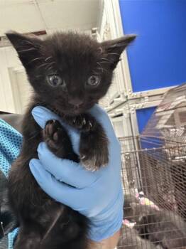 MERLIN -  Domestic Short Hair Cat for Adoption in San Bernardino, California - MERLIN | PetCurious