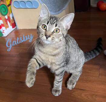 Rescue Tabby and Domestic Short Hair Cats for Adoption in Houston, Texas - Gatsby #warrior-waif | PetCurious