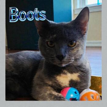 Domestic Short Hair Cats Available for Adoption - Boots With The Fur | PetCurious