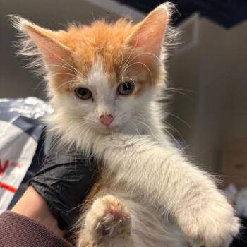 Ed Sheeran -  Domestic Short Hair Cat for Adoption in Huntington, West Virginia - Ed Sheeran | PetCurious