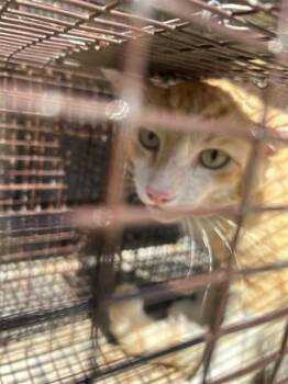 A658043 -  Domestic Short Hair Cat for Adoption in Houston, Texas - A658043 | PetCurious