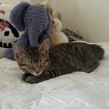 Rizzo -  Domestic Short Hair Cat for Adoption in Spokane, Washington - Rizzo | PetCurious