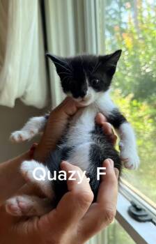 Quazy -  Domestic Short Hair Cat for Adoption in Shrewsbury, Massachusetts - Quazy | PetCurious
