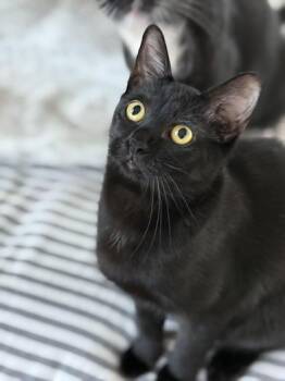 Shuri -  Bombay Cat for Adoption in Liverpool, Texas - Shuri | PetCurious