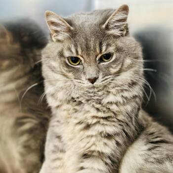 Domestic Medium Hair Cats Available for Adoption in Jackson Township, New Jersey - Crystal  | PetCurious