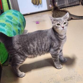 Honey -  Domestic Short Hair and Tabby Cat for Adoption in Bolingbrook, Illinois - Honey | PetCurious