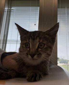 Dolly -  Domestic Short Hair Cat for Adoption in Lafayette, Indiana - Dolly | PetCurious
