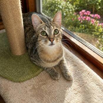 Domestic Short Hair Cats Available for Adoption in Tustin, California - Vanta | PetCurious