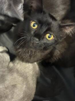 Domestic Short Hair Cats Available for Adoption in Palmetto, Florida - A136619 | PetCurious