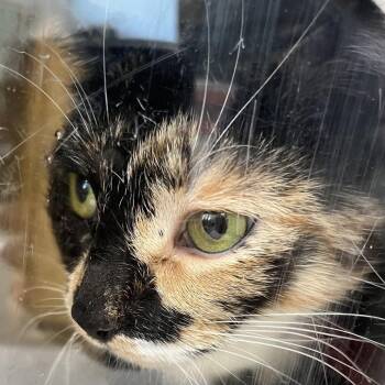 Persephone -  Domestic Short Hair Cat for Adoption in Philadelphia, Pennsylvania - Persephone | PetCurious