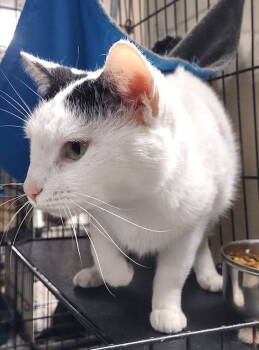 Rescue Domestic Short Hair Cats for Adoption in Albemarle, North Carolina - Sweet Rosie | PetCurious