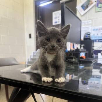 Peebee -  Domestic Short Hair Cat for Adoption in Auburn, Alabama - Peebee | PetCurious