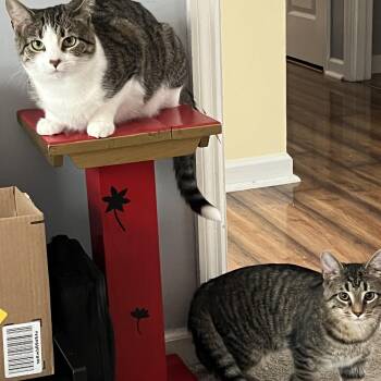 Rescue Domestic Short Hair Cats for Adoption in Maineville, Ohio - Luke And Emily | PetCurious