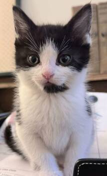 Rescue Domestic Short Hair Cats for Adoption in Chicago, Illinois - Ecton | PetCurious