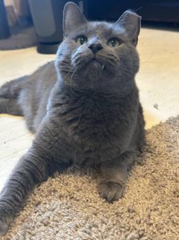 Rescue Domestic Short Hair and Russian Blue Cats for Adoption in Hartville, Ohio - Ron | PetCurious
