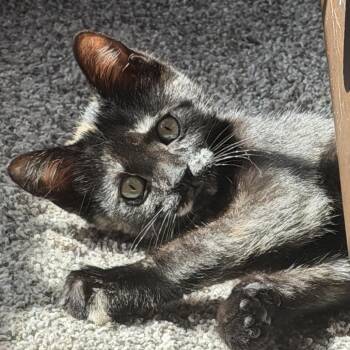 Princess Donut -  Domestic Short Hair Cat for Adoption in Buffalo, New York - Princess Donut | PetCurious