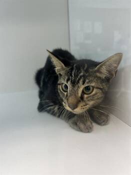 A1276400 -  Domestic Short Hair Cat for Adoption in Winter Haven, Florida - A1276400 | PetCurious