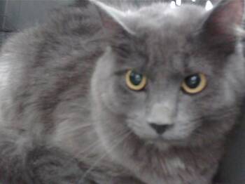 Domestic Medium Hair and Domestic Short Hair Cats Available for Adoption - TORTILLA | PetCurious