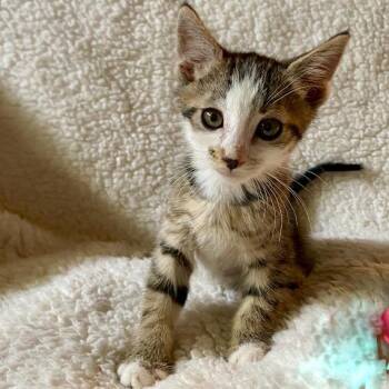 Maui -  Domestic Short Hair Cat for Adoption in Prescott, Arizona - Maui | PetCurious