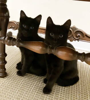 Rescue Domestic Short Hair Cats for Adoption in Hillsboro, Oregon - PETE & HENRY - Offered By Owner - Bonded Pair | PetCurious