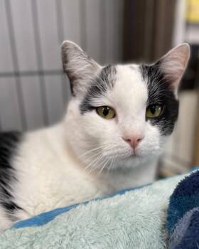 Kai -  Domestic Short Hair Cat for Adoption in Ogden, Utah - Kai | PetCurious