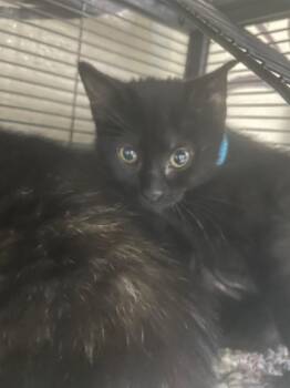 Domestic Short Hair Cats Available for Adoption in Blountville, Tennessee - Gizmo | PetCurious