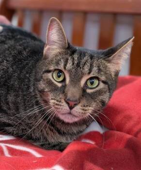 Rescue Domestic Short Hair Cats for Adoption in Canfield, Ohio - TROOPER | PetCurious